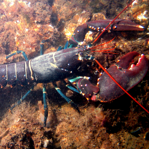 “Can a Lobster teach us Spiritual Truths?”